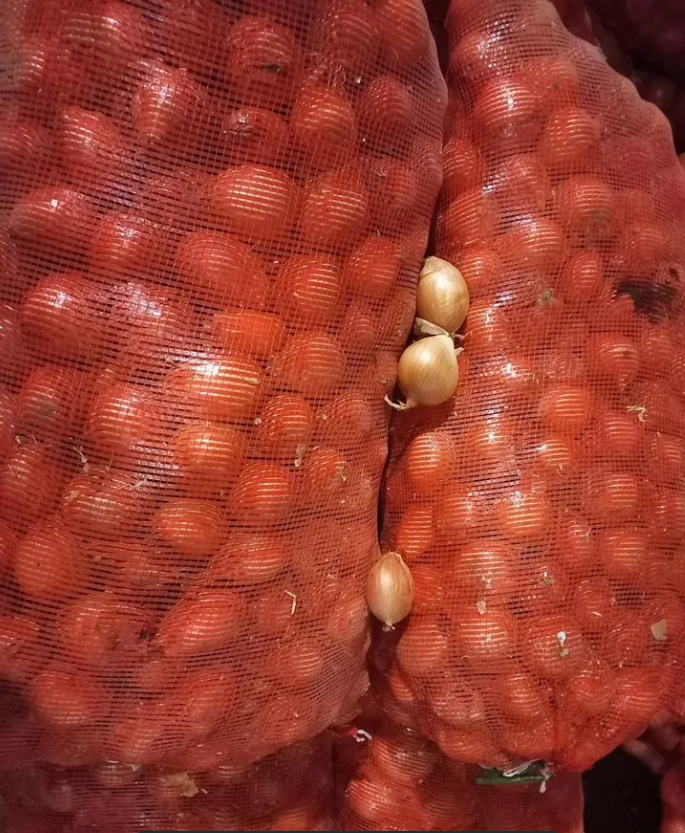 Лук репчатый